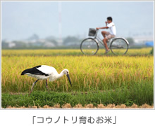 コウノトリ育むお米