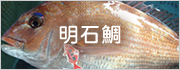 明石鯛